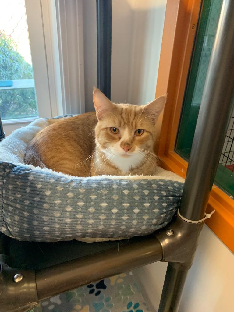 Pawco, Adoptable, Young Male Domestic Short Hair.