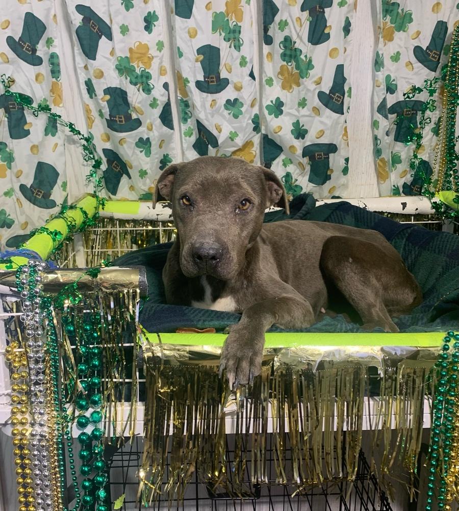 Clover, Adopted, Young Female Pit Bull Terrier.