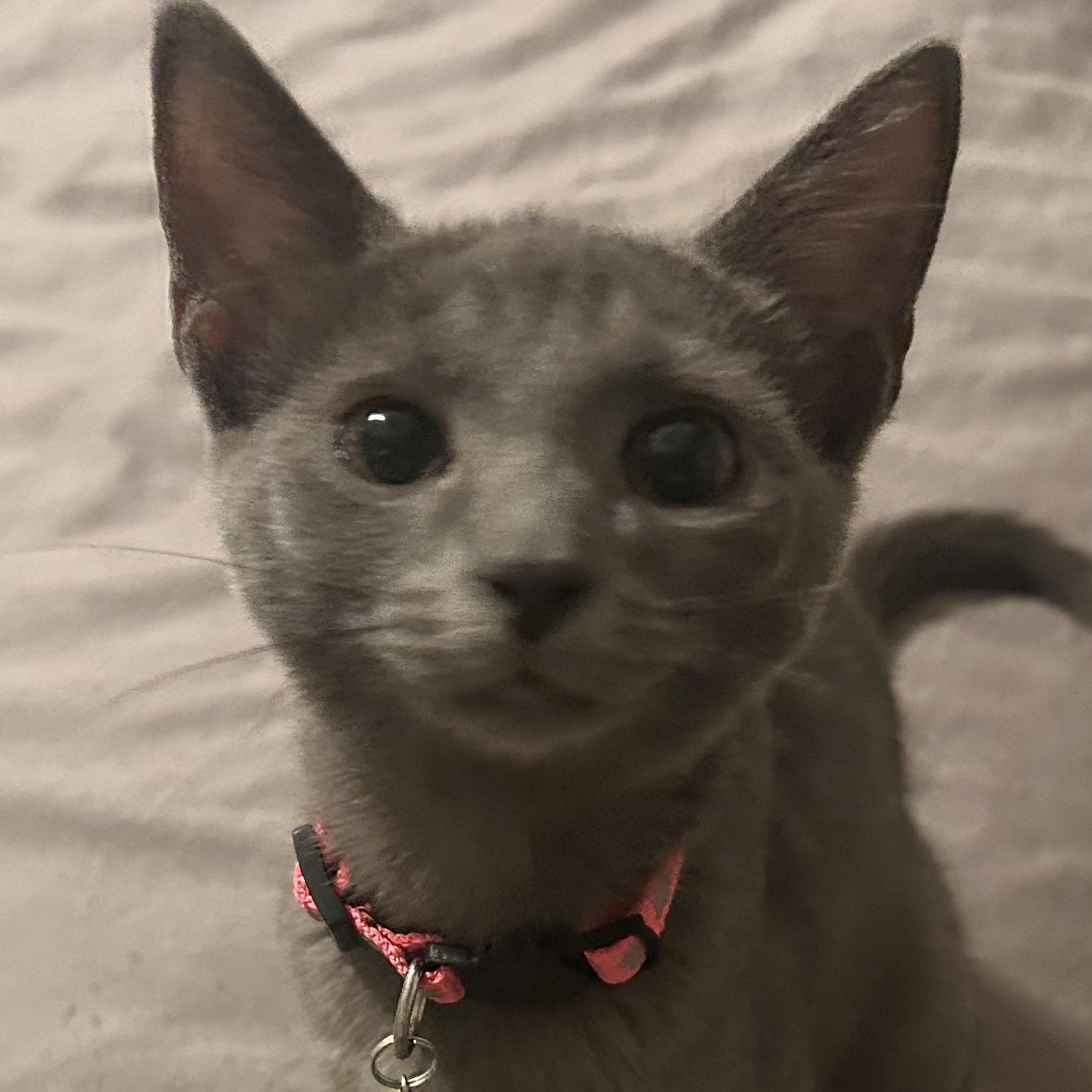 Smithers thumbnail 6