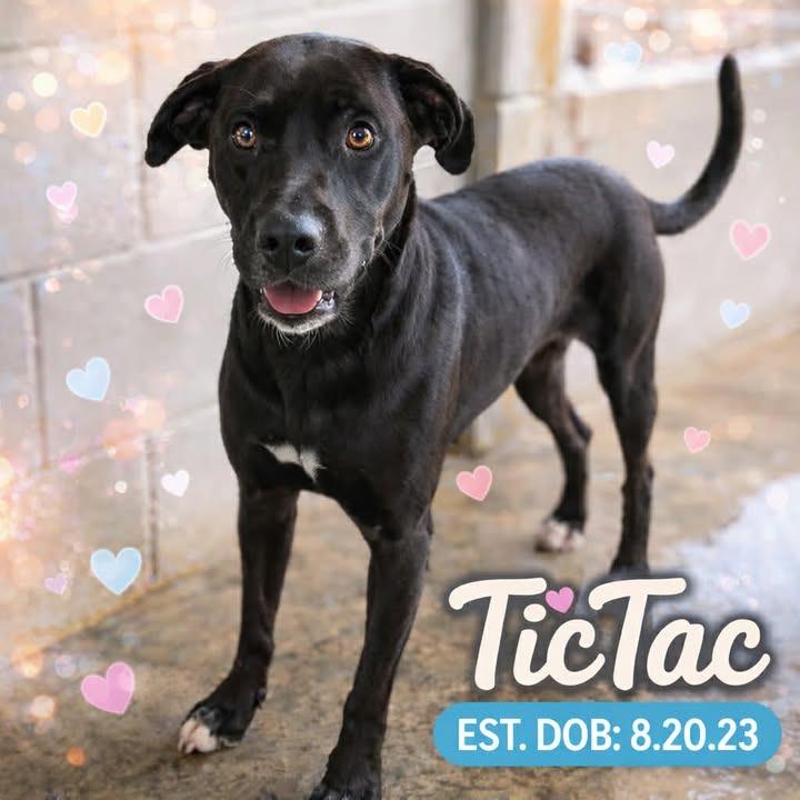 Tic-Tac 081901, a Adoptable Labrador Retriever in Amory, MS image 1/6