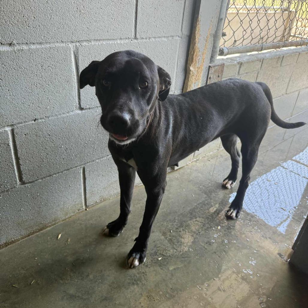 Tic-Tac 081901, a Adoptable Labrador Retriever in Amory, MS image 2/6