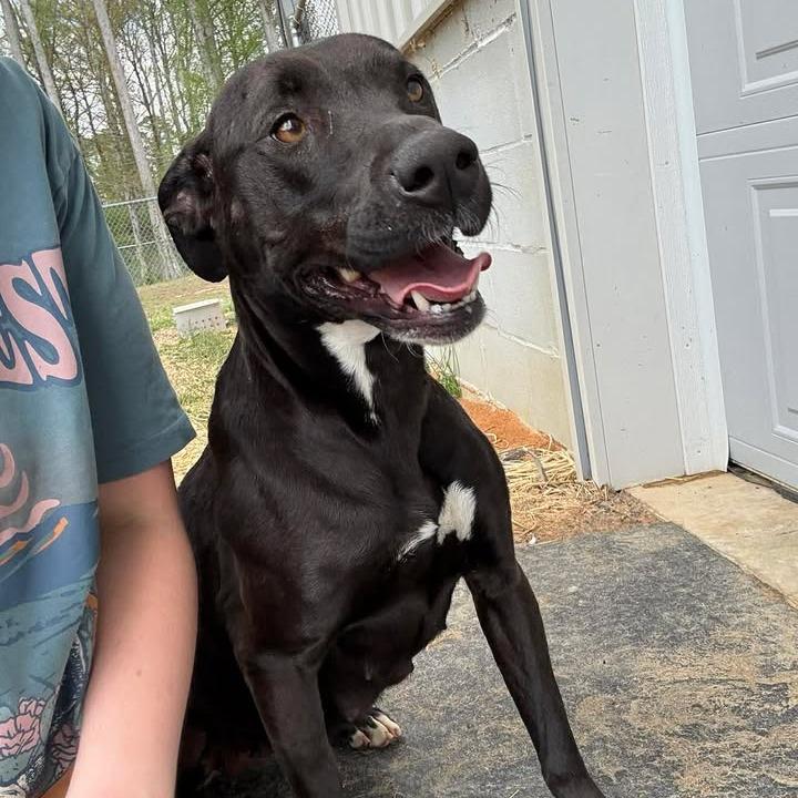 Tic-Tac 081901, a Adoptable Labrador Retriever in Amory, MS image 3/6