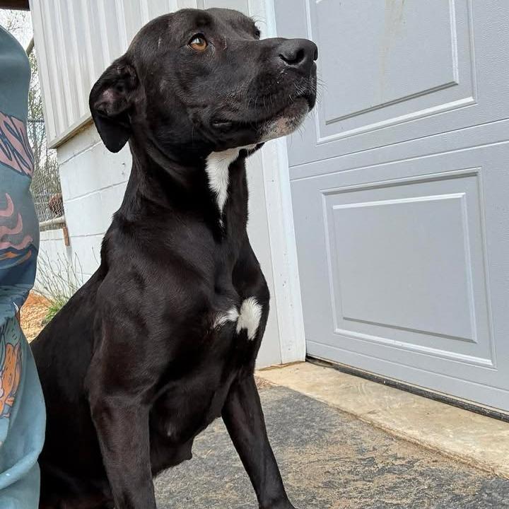 Tic-Tac 081901, a Adoptable Labrador Retriever in Amory, MS image 4/6
