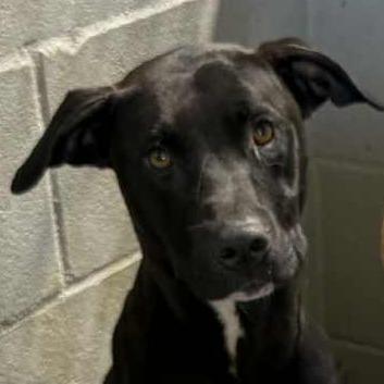 Tic-Tac 081901, a Adoptable Labrador Retriever in Amory, MS image 5/6