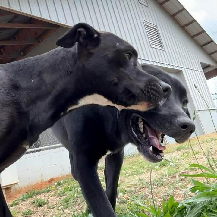 Tic-Tac 081901, a Adoptable Labrador Retriever in Amory, MS image 6/6