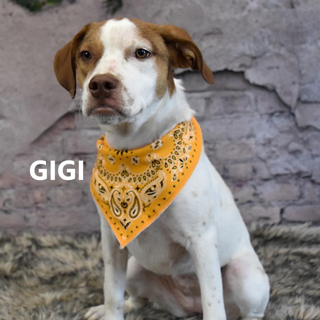 Gigi, Adoptable, Young Female Brittany Spaniel & Mixed Breed.