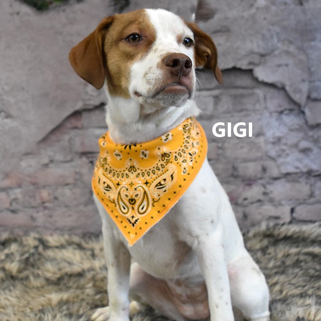 Enlarge Gigi, a Adoptable mixed breed in Yuma, AZ image 2/3