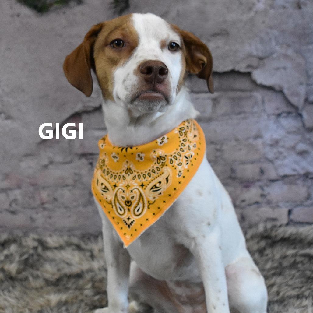 Enlarge Gigi, a Adoptable mixed breed in Yuma, AZ image 3/3