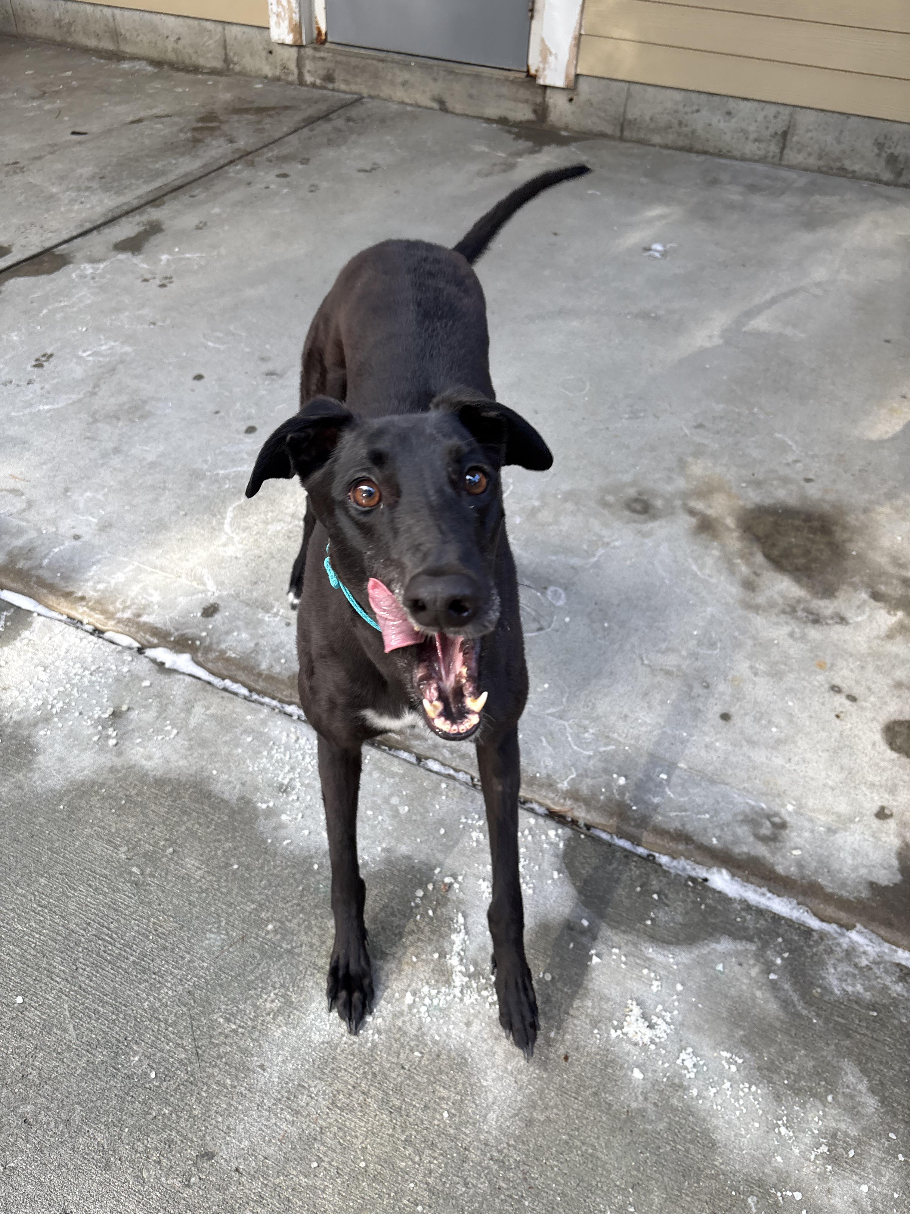 Enlarge Royal, a ADOPTABLE Greyhound in Swanzey, NH image 2/4