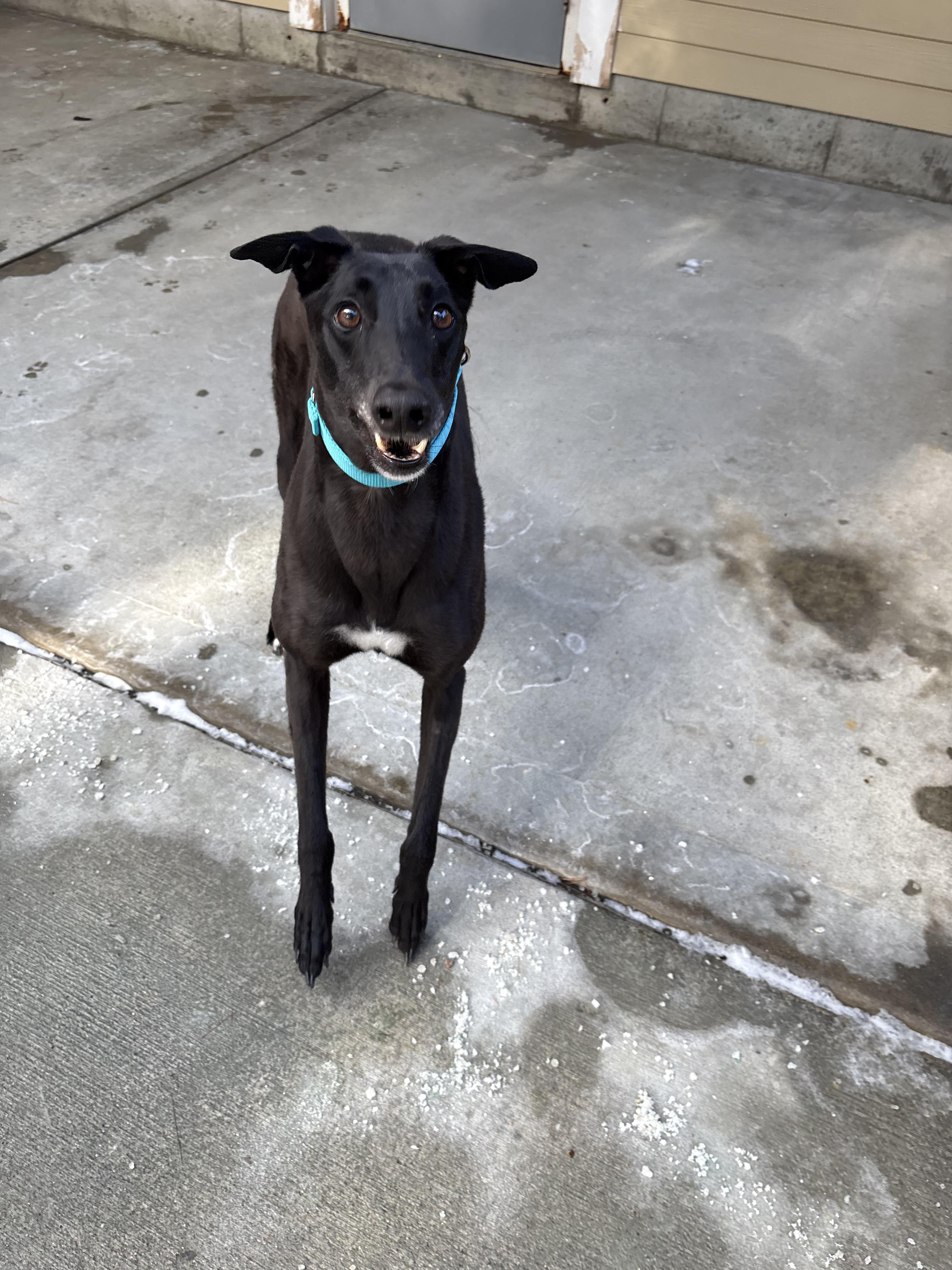 Enlarge Royal, a ADOPTABLE Greyhound in Swanzey, NH image 1/4