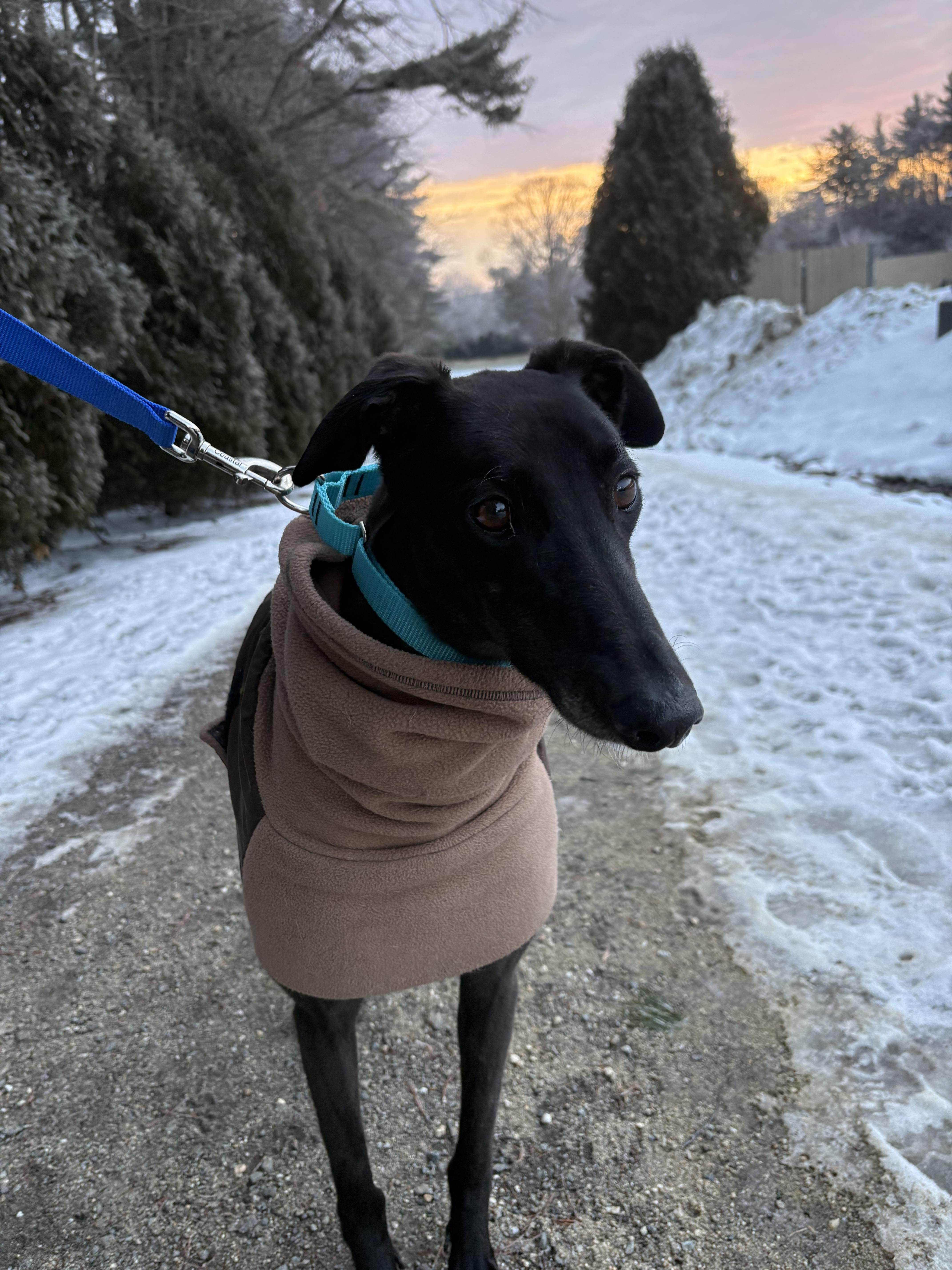 Enlarge Royal, a ADOPTABLE Greyhound in Swanzey, NH image 3/4