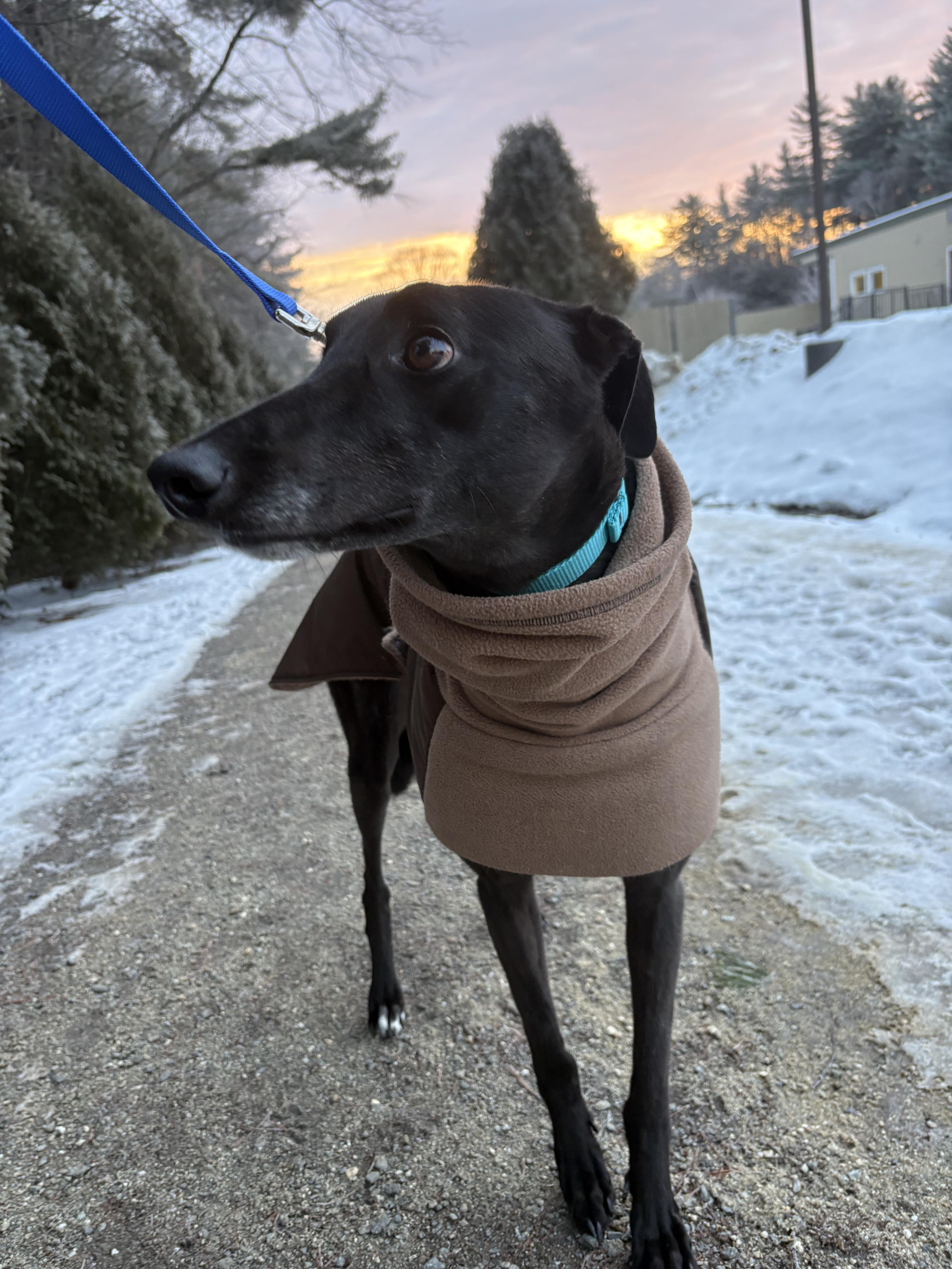 Enlarge Royal, a ADOPTABLE Greyhound in Swanzey, NH image 4/4