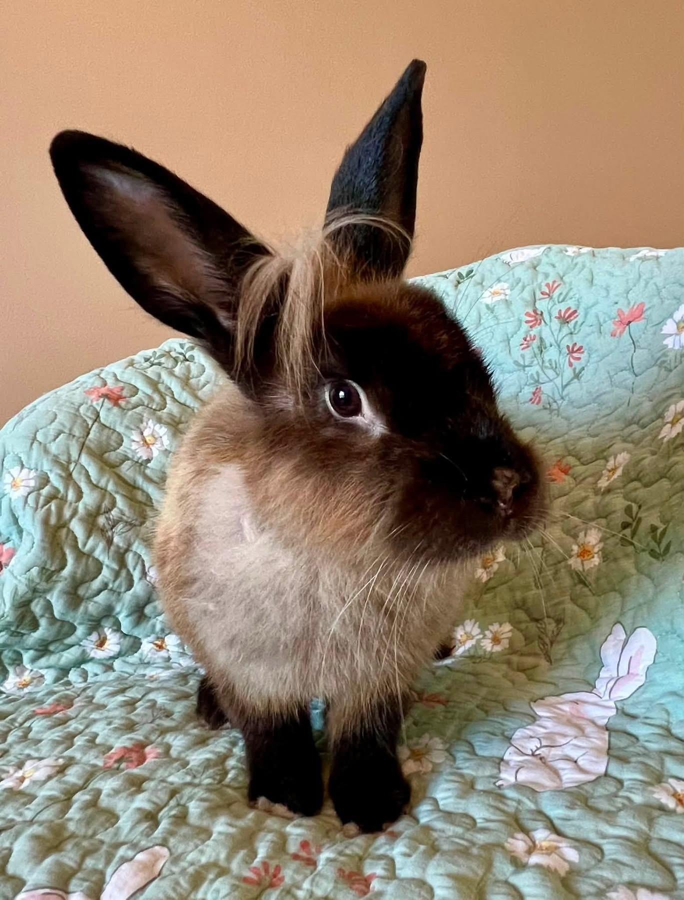 Enlarge Soy Sauce, a ADOPTABLE Lionhead in St. Charles, MO image 4/4