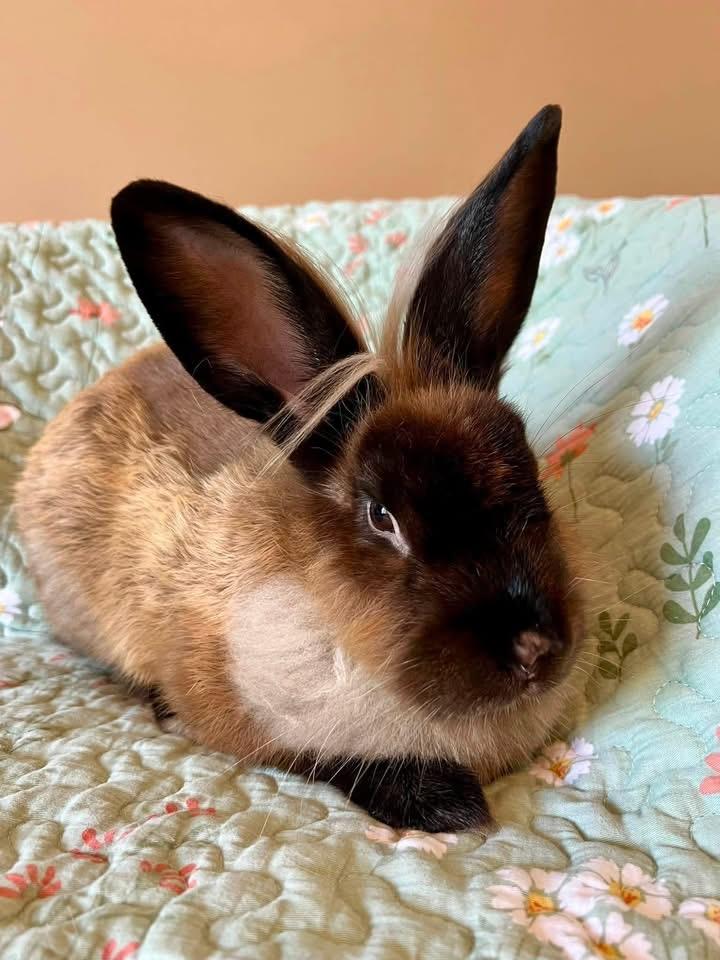 Enlarge Soy Sauce, a ADOPTABLE Lionhead in St. Charles, MO image 3/4
