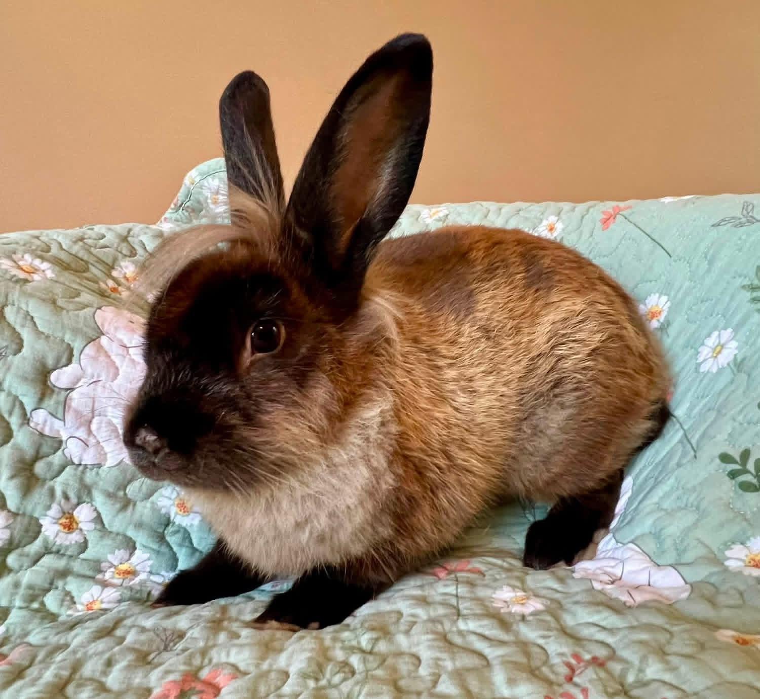 Enlarge Soy Sauce, a ADOPTABLE Lionhead in St. Charles, MO image 2/4