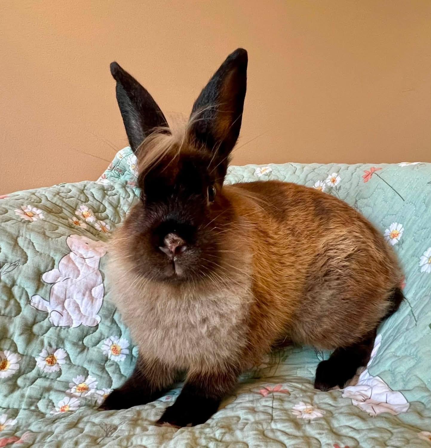 Enlarge Soy Sauce, a ADOPTABLE Lionhead in St. Charles, MO image 1/4