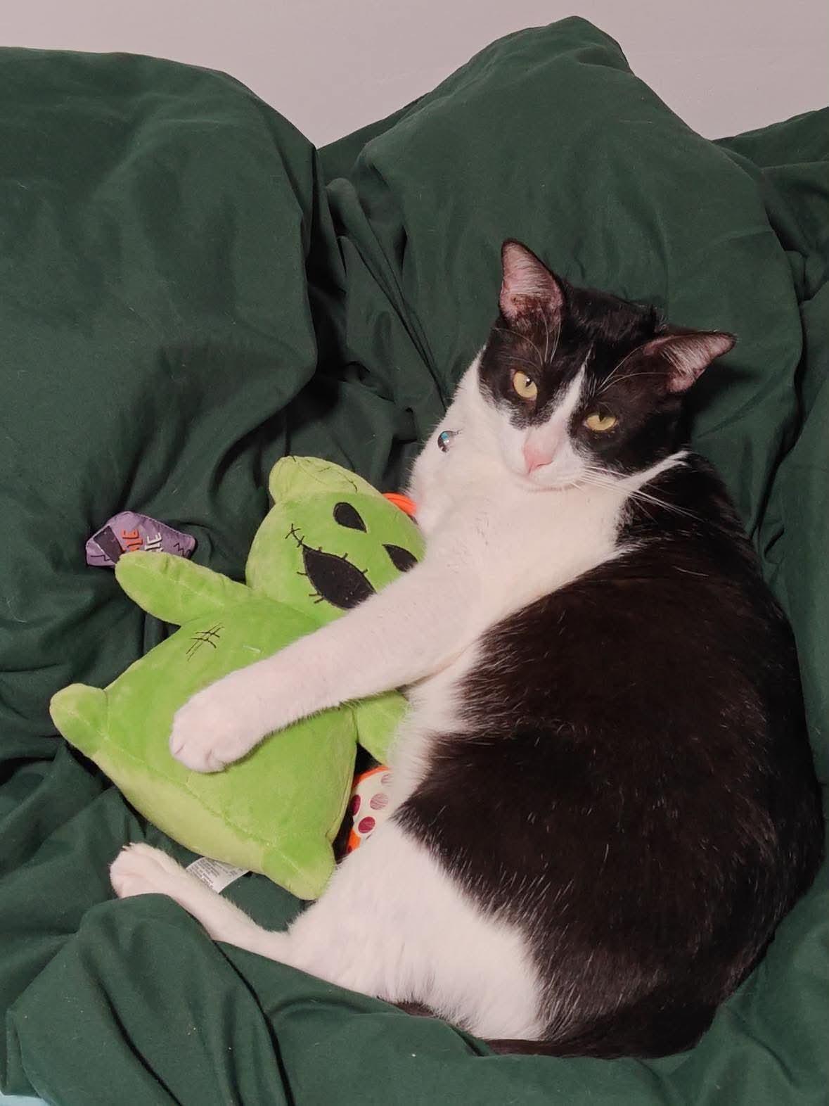 Enlarge Bulan, a Adoptable mixed breed in Buffalo, NY image 3/6