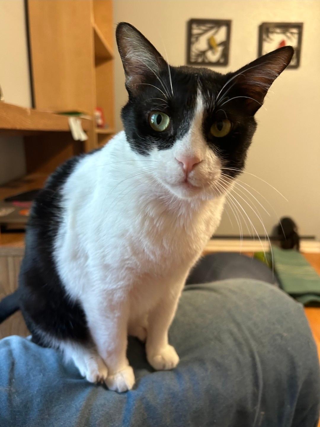 Enlarge Bulan, a Adoptable mixed breed in Buffalo, NY image 5/6