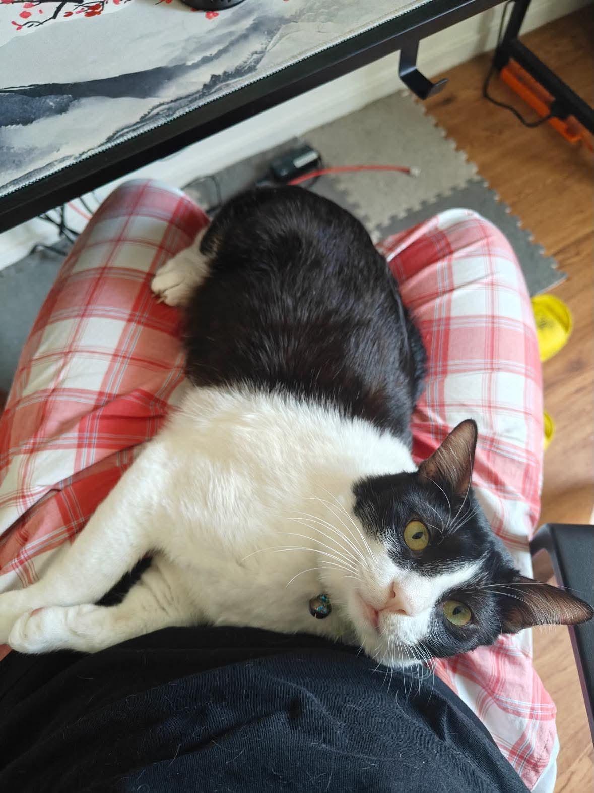 Enlarge Bulan, a Adoptable mixed breed in Buffalo, NY image 4/6