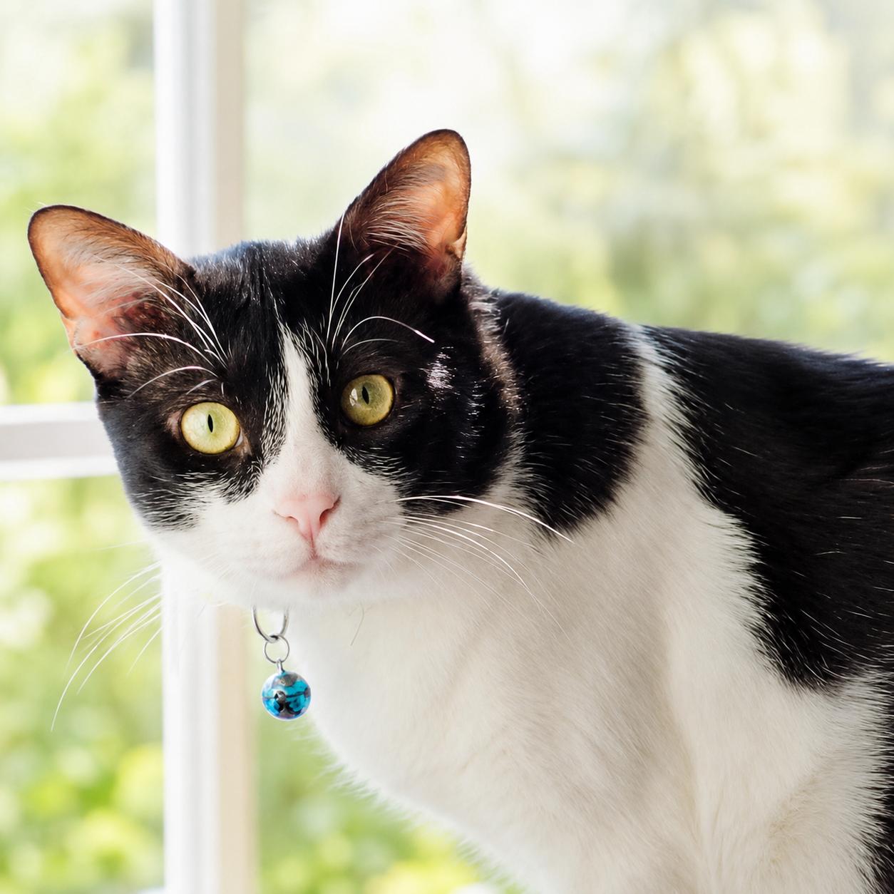 Bulan, Adoptable, Young Male Tuxedo & Domestic Short Hair.