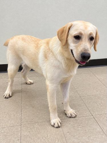 Enlarge Trevi, a Adopted Yellow Labrador Retriever in Killingworth, CT image 3/4