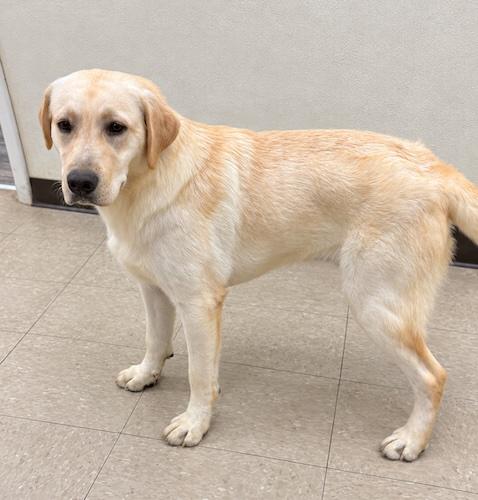 Enlarge Trevi, a Adopted Yellow Labrador Retriever in Killingworth, CT image 2/4