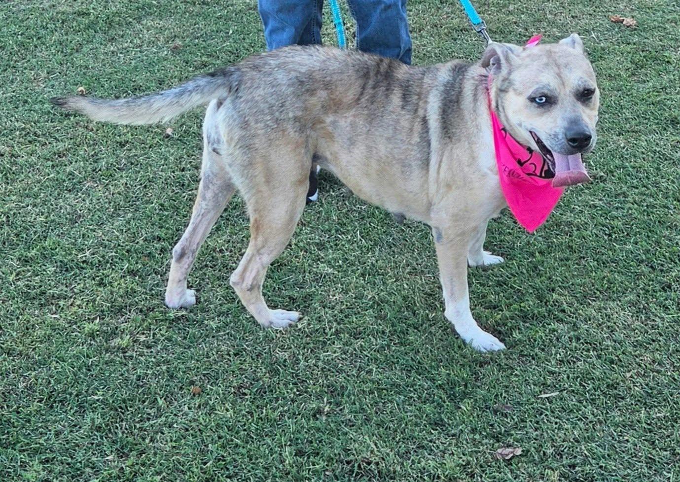 Enlarge Alloy, a Adoptable Australian Terrier in Petersburg, IN image 1/1