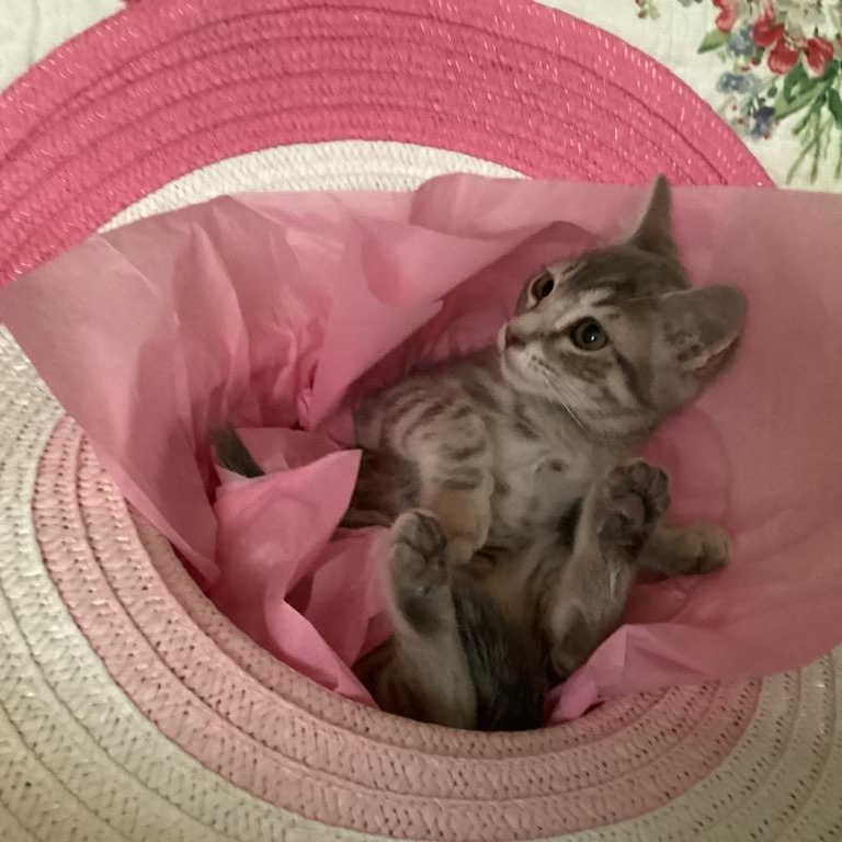 Cat for adoption GRADIE, a Tabby & Domestic Short Hair Mix in Escalon, CA Petfinder