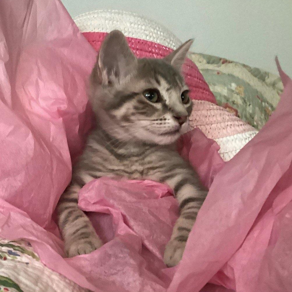 Cat for adoption GRADIE, a Tabby & Domestic Short Hair Mix in Escalon, CA Petfinder