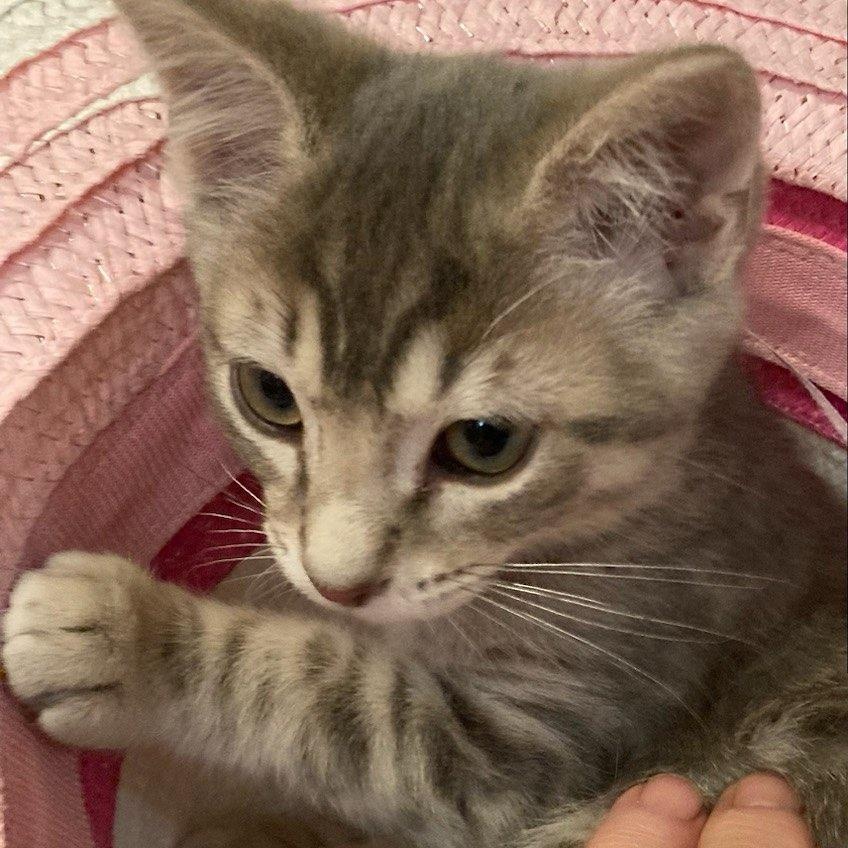 Cat for adoption GRADIE, a Tabby & Domestic Short Hair Mix in Escalon, CA Petfinder