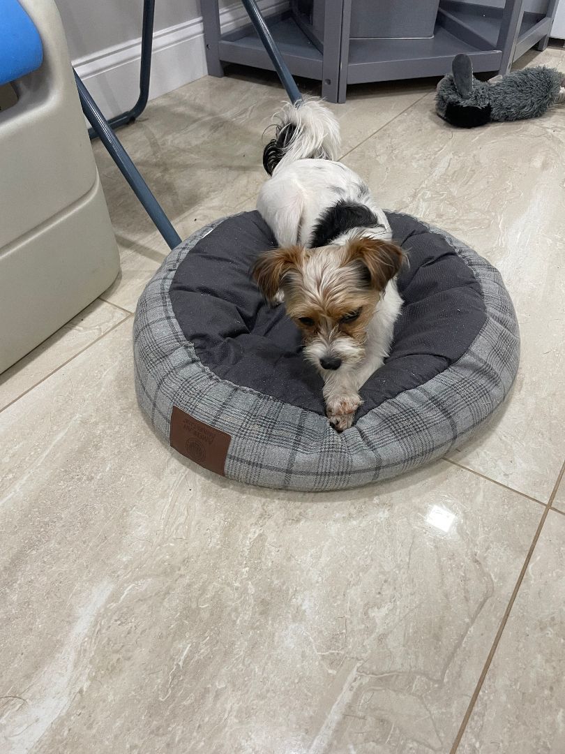 Piper, a Adopted Morkie in Abington, PA image 1/6