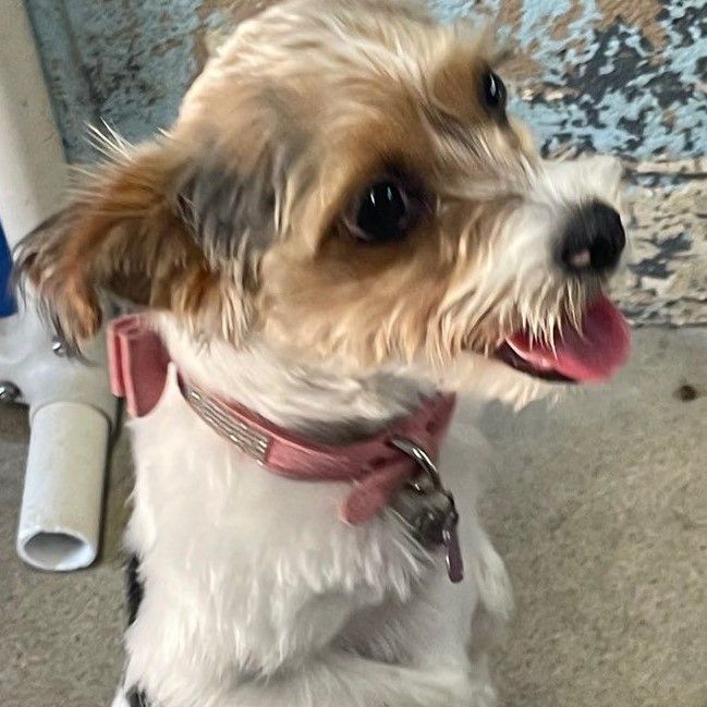 Piper, a Adopted Morkie in Abington, PA image 2/6