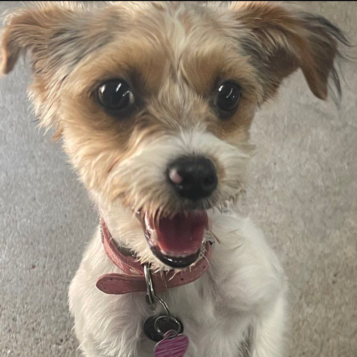 Piper, a Adopted Morkie in Abington, PA image 3/6