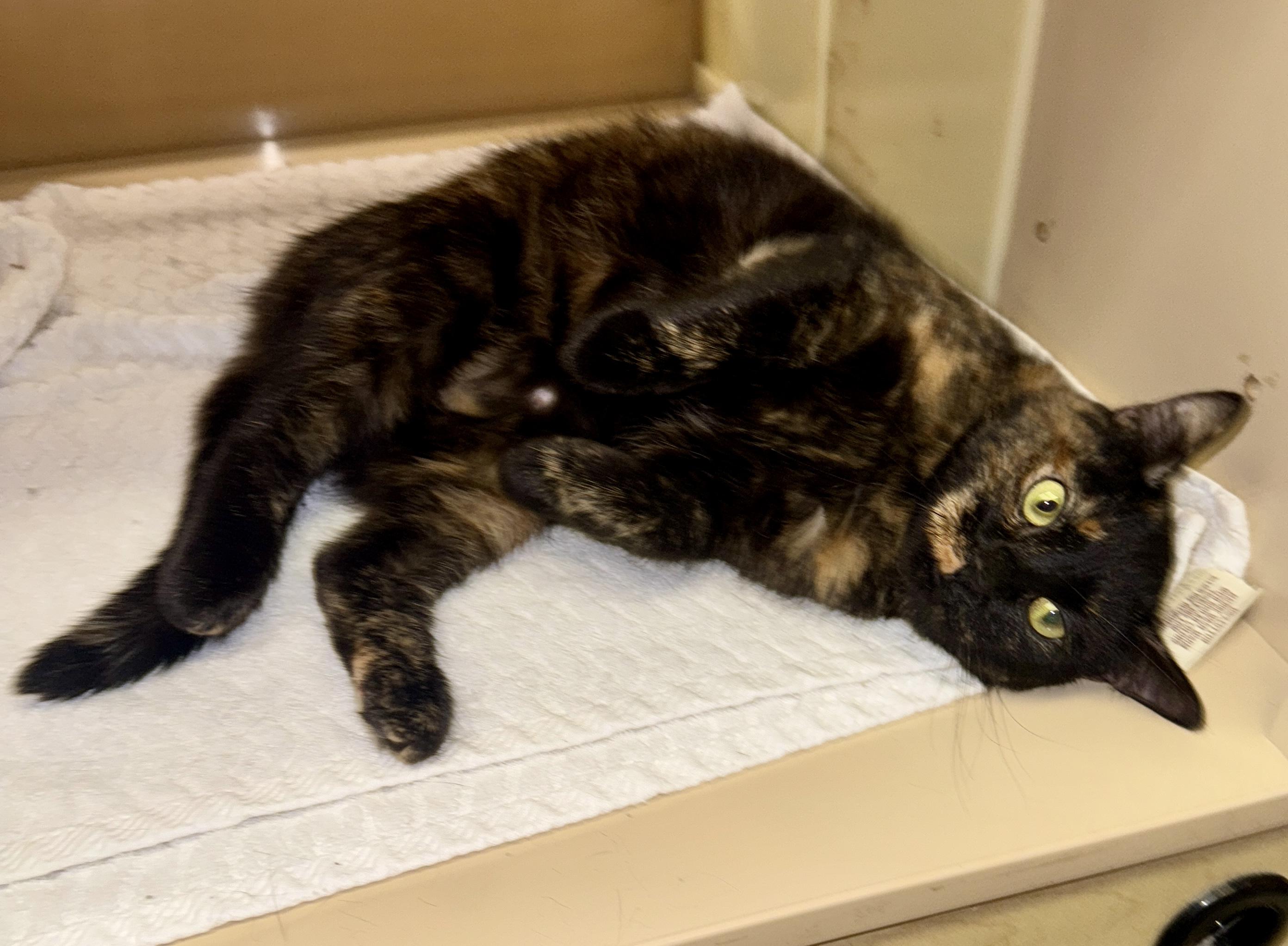 Cedar, Adopted, Adult Female Tortoiseshell.