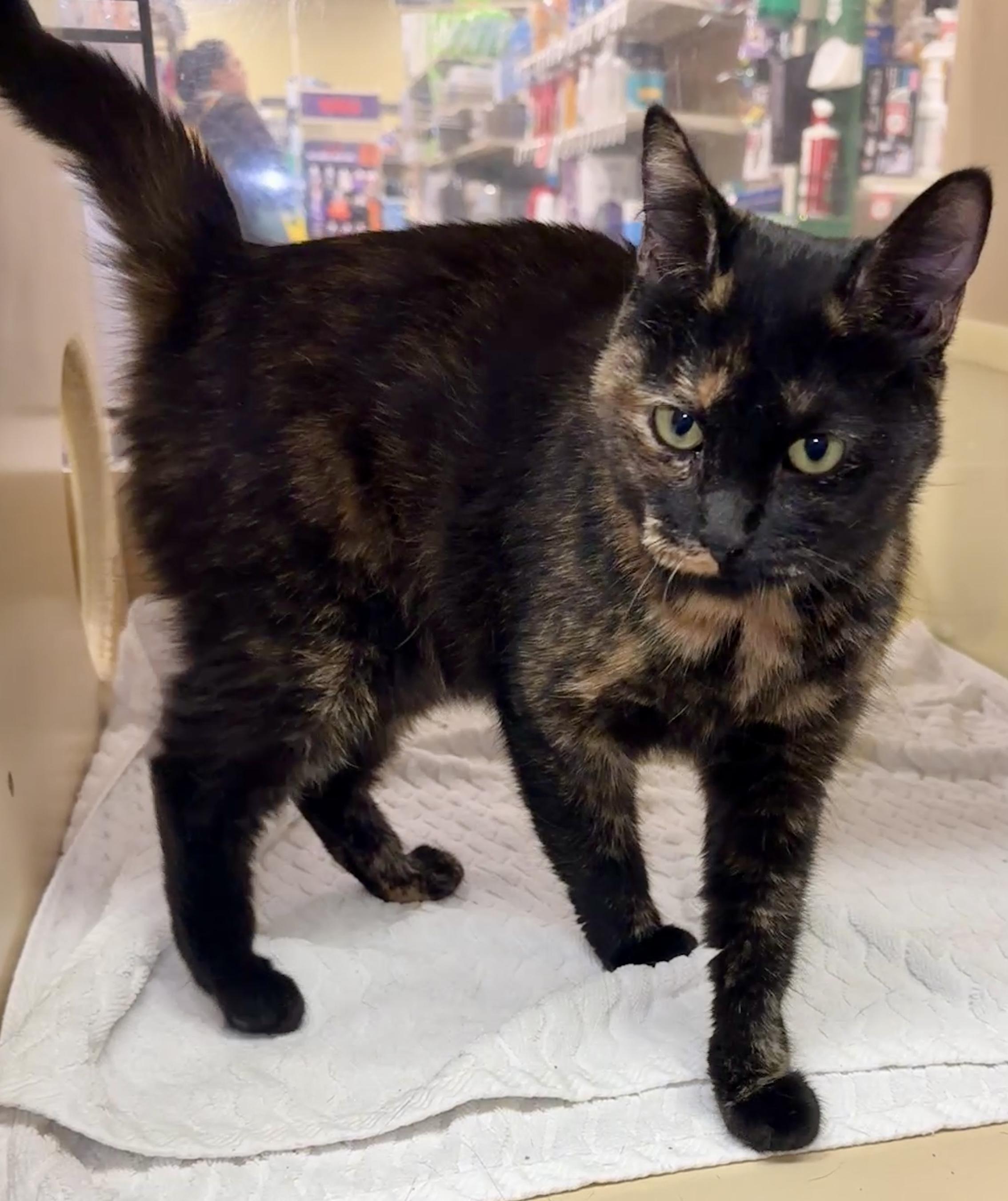 Enlarge Cedar, a Adopted Tortoiseshell in Mobile, AL image 3/3