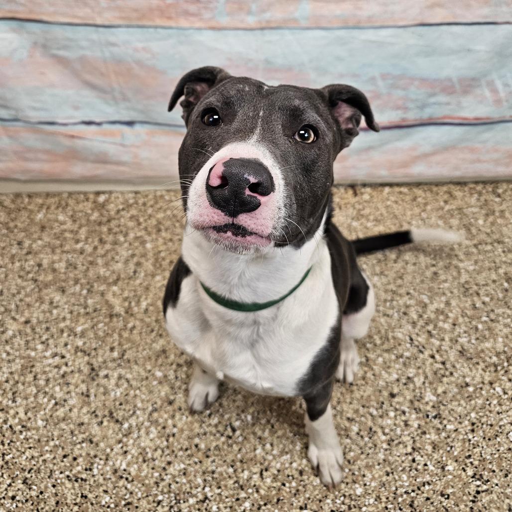 Tank, Adoptable, Young Male Mixed Breed.