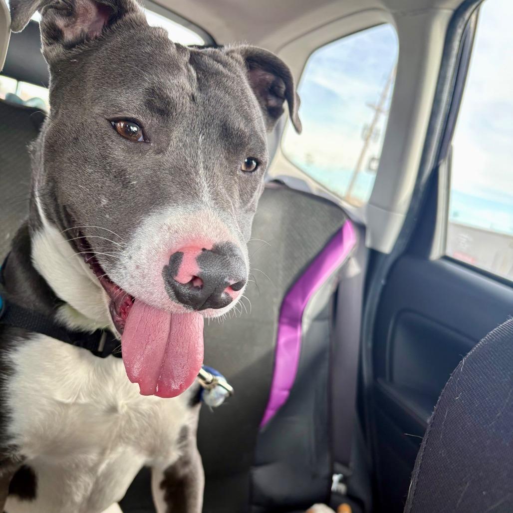 Tank, a Adoptable Mixed Breed in Cheyenne, WY image 3/5