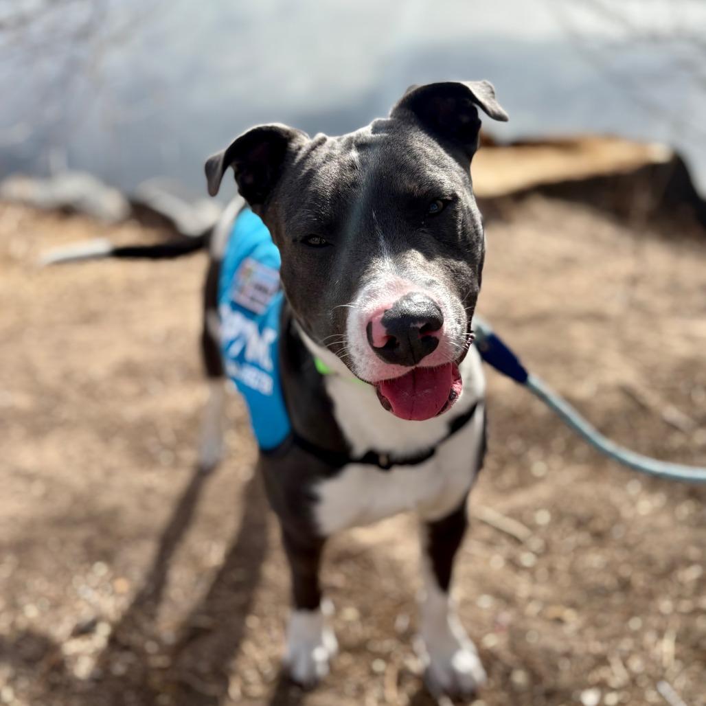 Tank, a Adoptable Mixed Breed in Cheyenne, WY image 4/5