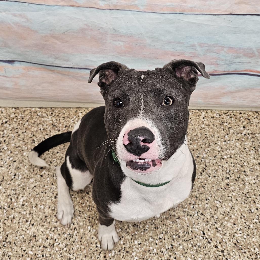 Tank, a Adoptable Mixed Breed in Cheyenne, WY image 5/5