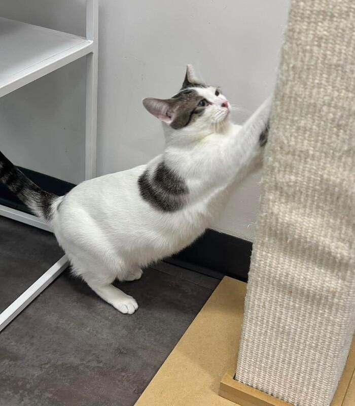 Sydney, Adoptable, Adult Female Domestic Short Hair.