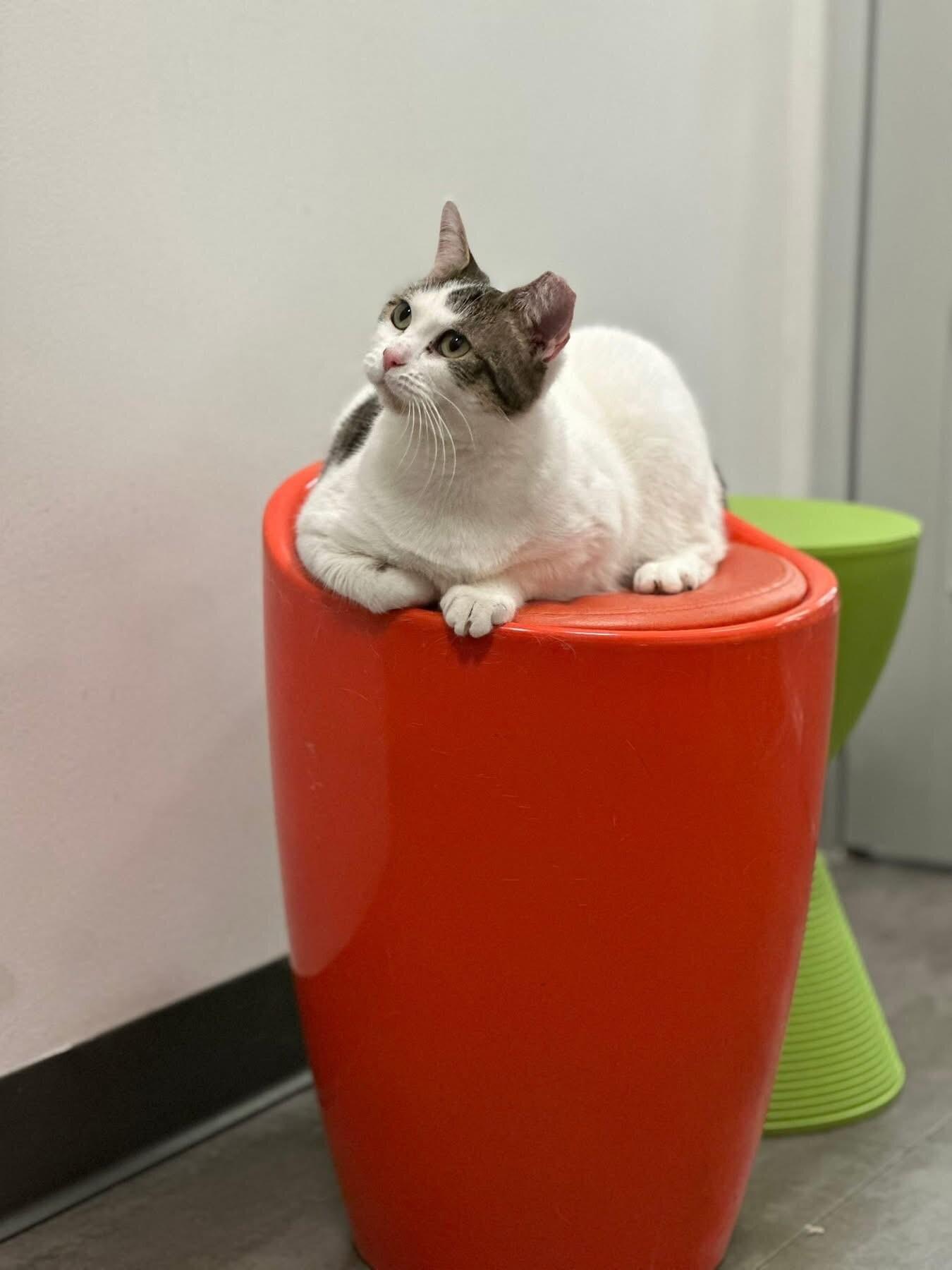 Enlarge Sydney, a Adoptable Domestic Short Hair in North Babylon, NY image 2/6