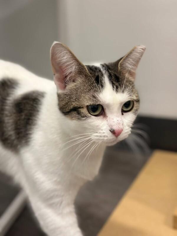 Enlarge Sydney, a Adoptable Domestic Short Hair in North Babylon, NY image 2/4