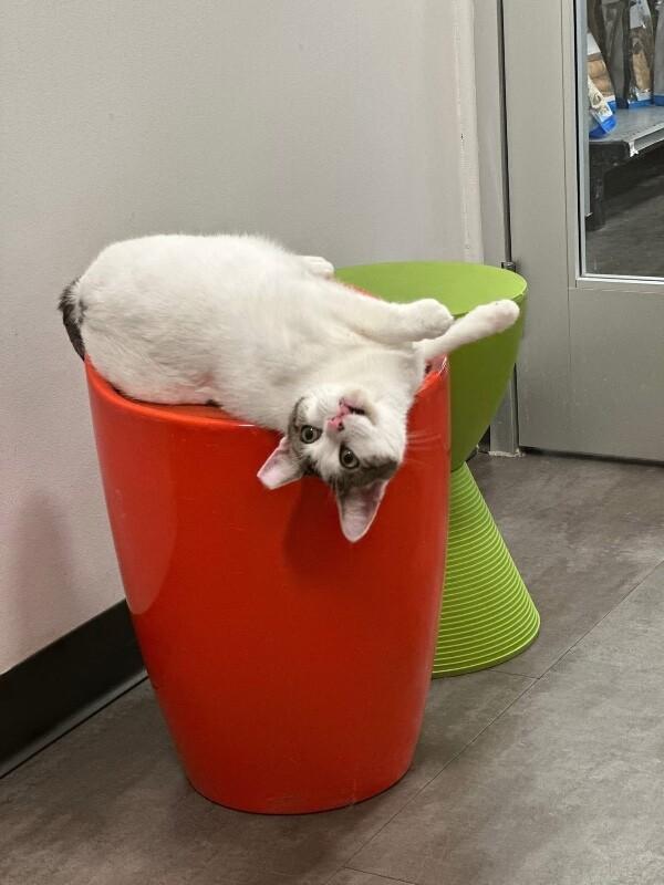 Enlarge Sydney, a Adoptable Domestic Short Hair in North Babylon, NY image 4/6