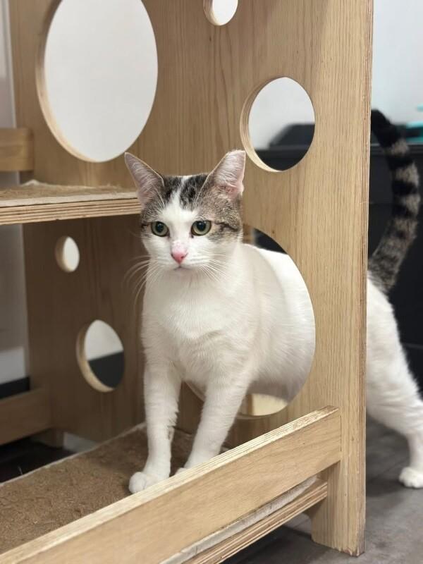 Enlarge Sydney, a Adoptable Domestic Short Hair in North Babylon, NY image 3/4