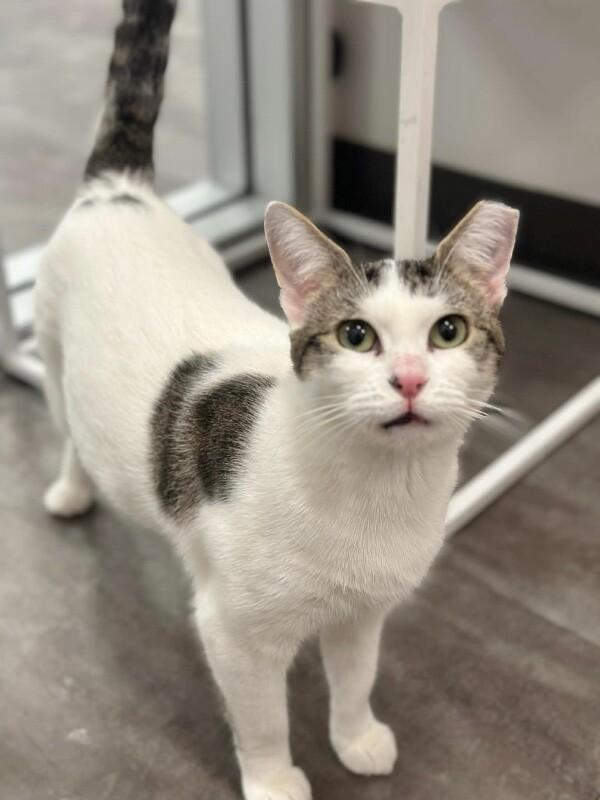 Enlarge Sydney, a Adoptable Domestic Short Hair in North Babylon, NY image 4/4