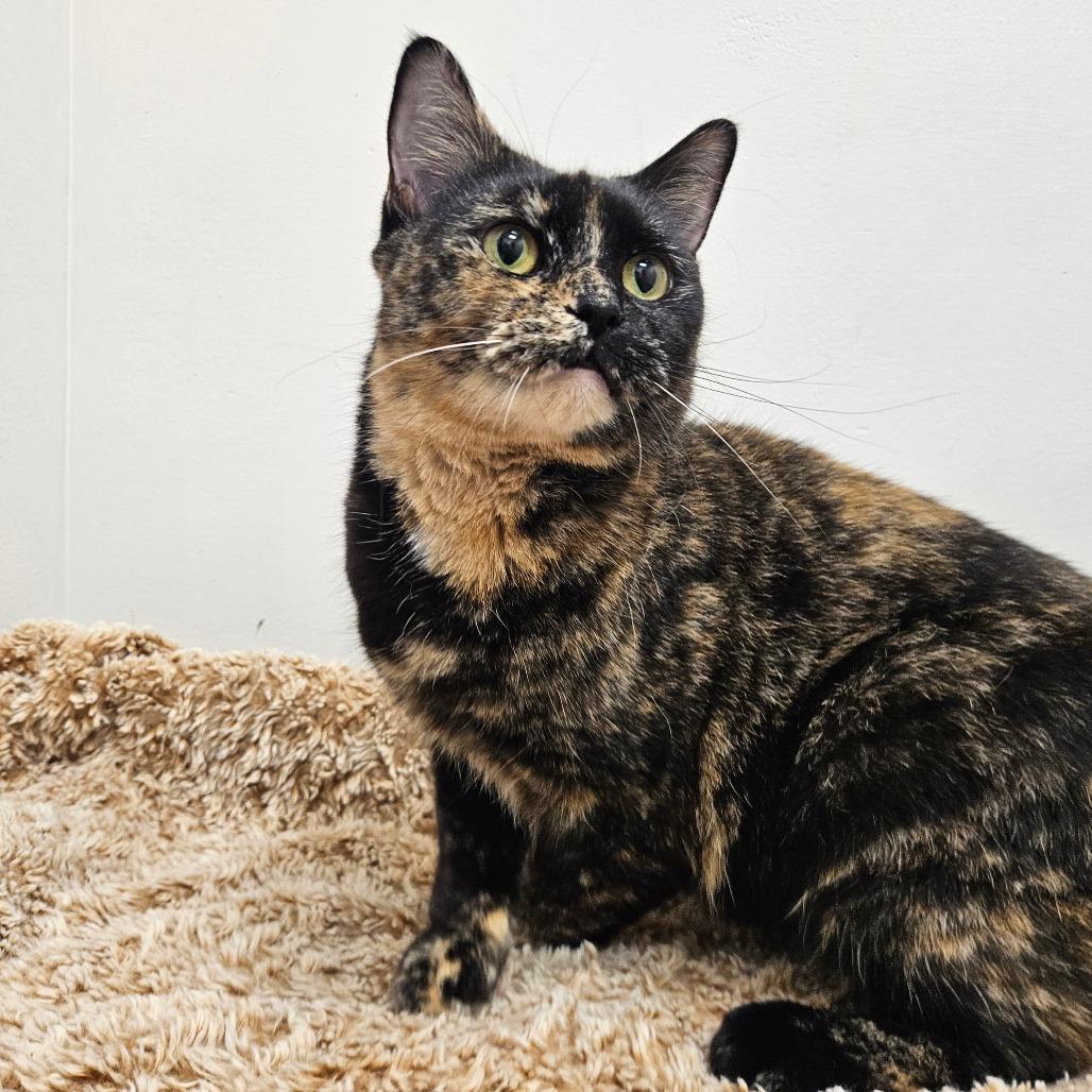 Midnight, Adoptable, Senior Female Domestic Short Hair.
