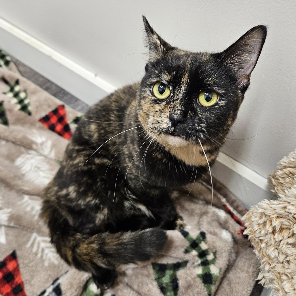 Enlarge Midnight, a Adoptable Domestic Short Hair in Conway, NH image 2/5