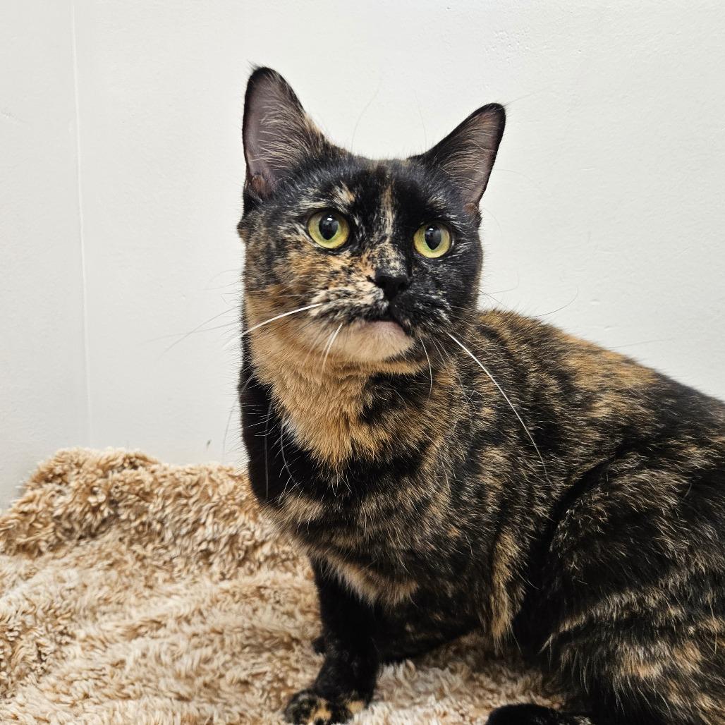 Enlarge Midnight, a Adoptable Domestic Short Hair in Conway, NH image 3/5