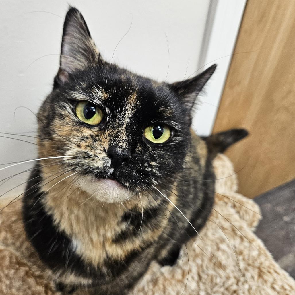 Enlarge Midnight, a Adoptable Domestic Short Hair in Conway, NH image 4/5