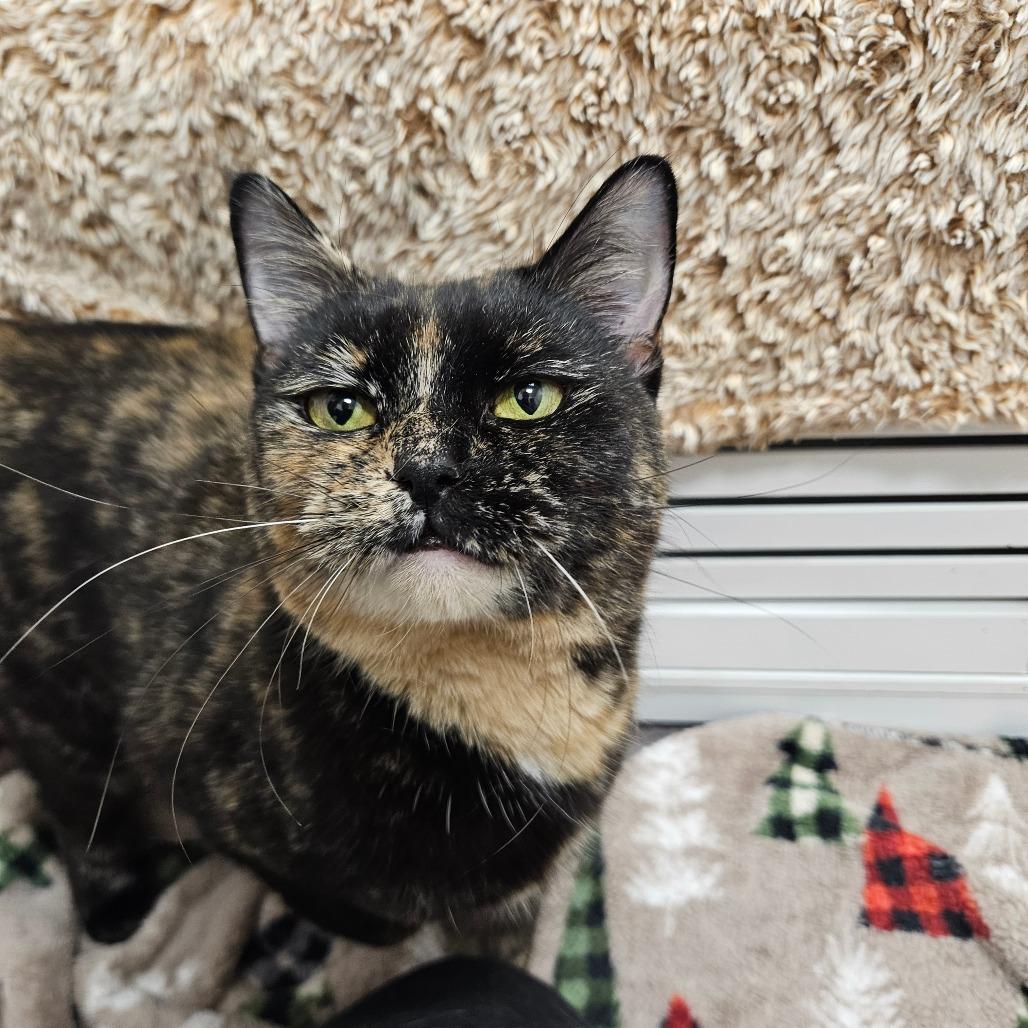 Enlarge Midnight, a Adoptable Domestic Short Hair in Conway, NH image 5/5